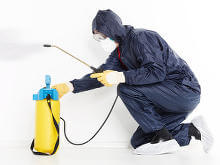 Kammerjäger bekämpft Flöhe